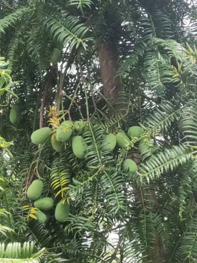 1661915478277134.jpg 5(1).jpg